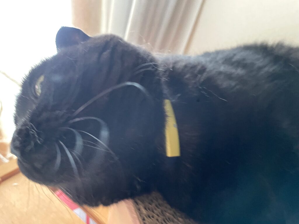キャットログを装着